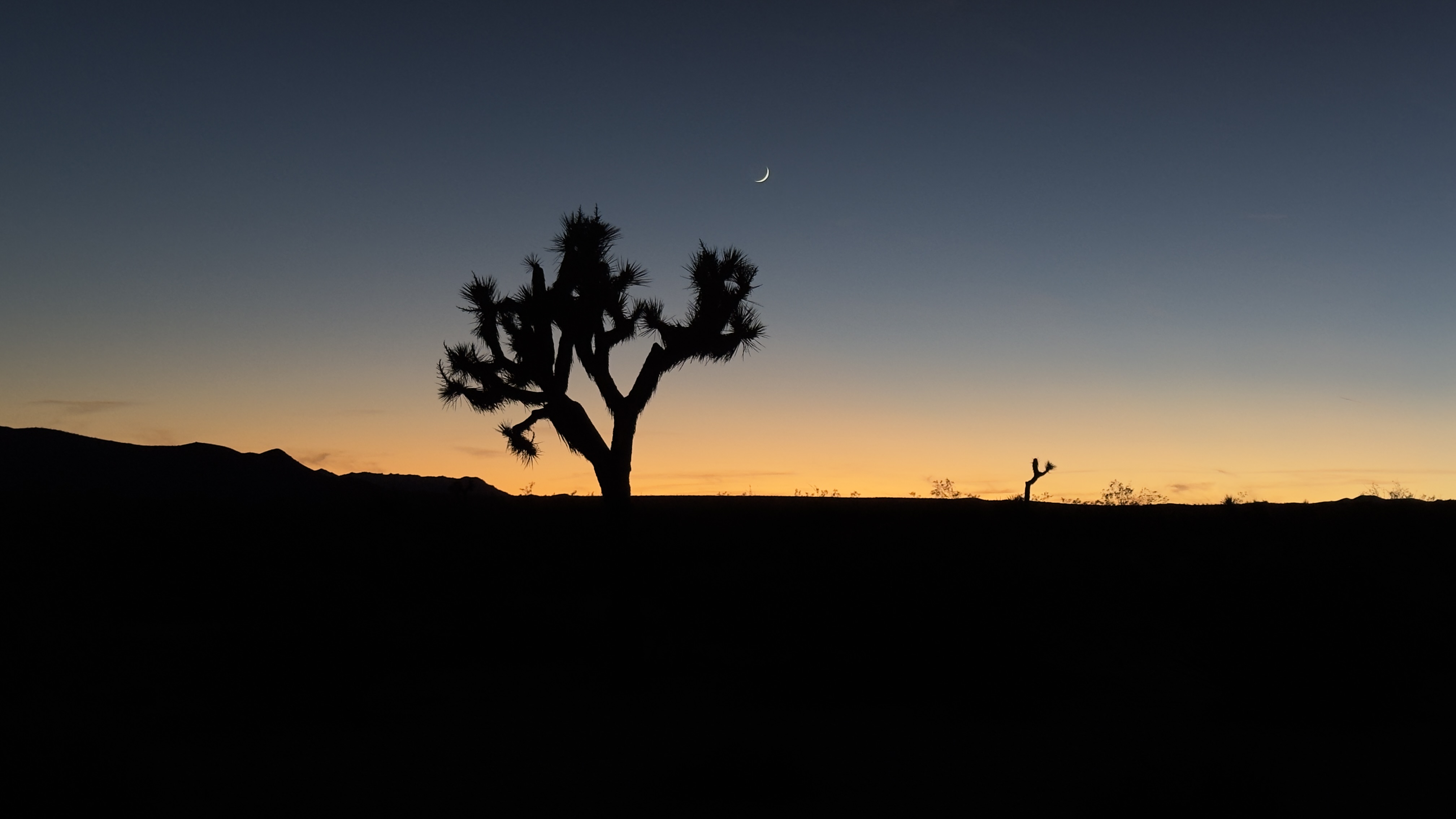 Joshua Tree